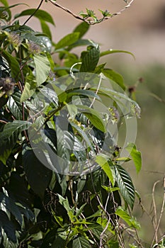 Cloudless Sulphur Butterfly