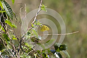 Cloudless Sulphur Butterfly