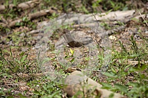 Cloudless Sulphur Butterfly