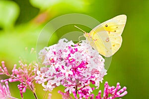 Cloudless Sulphur Butterfly