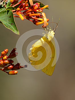 Cloudless Sulphur Butterfly Collecting Nectar