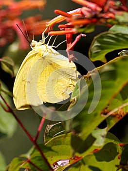 Cloudless Sulphur Butterfly Collecting Nectar