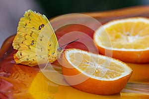 Cloudless Sulphur Butterfly drinking from orange slice on orange table