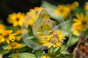 Cloudless Sulphur butterfly feeding on Yellow flower photo