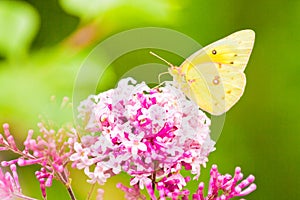 Cloudless Sulphur Butterfly photo
