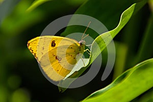 Cloudless Sulphur butterfly (Phoebis sennae)