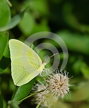 Cloudless Sulphur butterfly (Phoebis sennae)