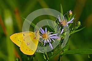 Cloudless Sulphur Butterfly photo