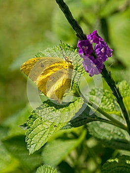 Cloudless Sulphur Butterfly (Phoebis sennae), Costa Rica