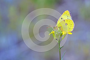 Cloudless Sulphur butterfly Phoebis sennae on flower