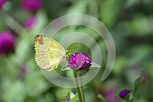 Cloudless Sulphur Butterfly (Phoebis sennae) sitting on a flower