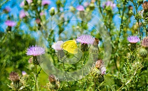 Cloudless sulphur butterfly on pink thistle