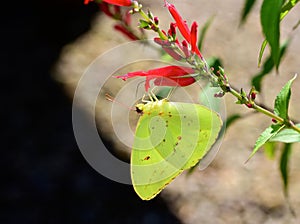 Cloudless sulphur butterfly on red Pineapple Sage Seeds in the garden