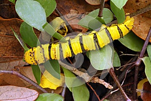 Cloudless Sulphur Caterpillar