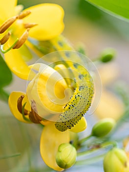 A cloudless sulphur caterpillar feeding on a senna plant