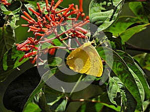 Cloudless Sulphur (Phoebis sennae) on a firebush flower