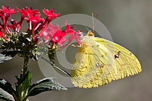 Cloudless Sulphur - Phoebis sennae