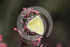 Cloudless Sulphur (Phoebis sennae)