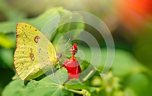 Cloudless Sulphur Phoebis sennae butterfly