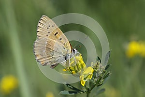 Cloudless Sulphur - Phoebis sennae