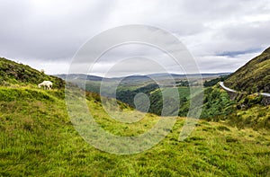 Cloudly landscape with sheep in Ireland