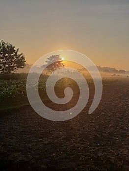 Cloudly rice field in the morning