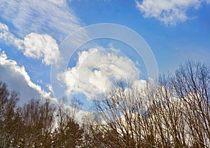 Clouds above leafless trees