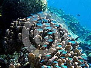 Clouds of Blue Anthias photo