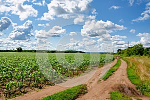 Clouds on a blue sky blue over a country road in a corn field on a sunny summer day