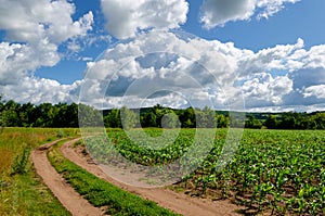 Clouds on a blue sky blue over a country road in a corn field on a sunny summer day