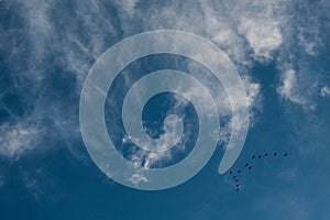 Clouds and a blue sky with a bunch of flying birds photo