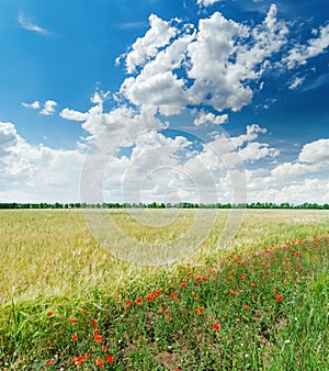 Clouds in blue sky over green field with red poppies