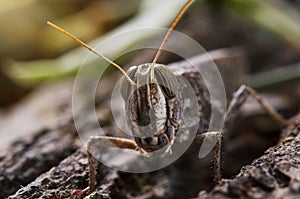 Locusts perched on the bark of an old tree.