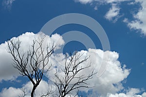 Clouds in the branches of trees. Silhouettes of dry branches against a blue cloudy sky for creative abstract nature background