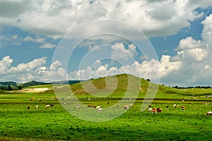 The clouds and cattle on the meadow summmer