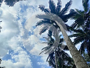 Clouds and coconut trees