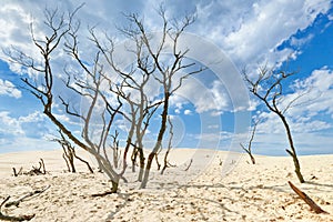 Clouds desert blue sky sands oasis bare trees