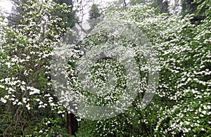 Clouds of Dogwood Cornus Blossoms