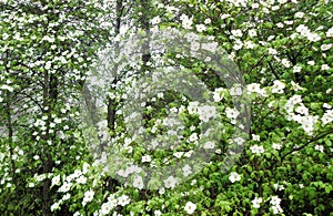 Clouds of Dogwood Cornus Blossoms 2