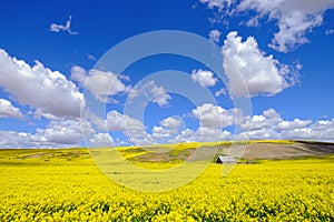 Clouds drift above a field of Canola in southeastern Washington, USA