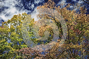 Clouds float in a blue sky amid the colored leaves of fall.