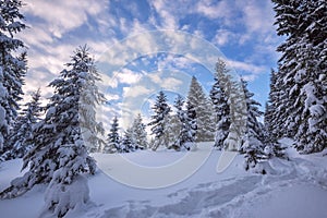 Clouds are floating in the blue sky above snow-covered spruce forest