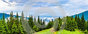 Clouds and fog covered mountain peak with evergreen conifers in