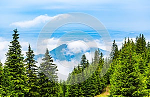 Clouds and fog covered mountain peak with evergreen conifers in