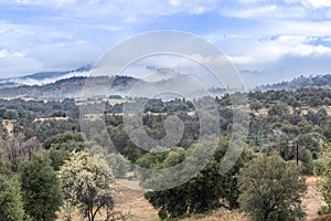 Clouds and mist over rolling hills in spring time with pear tree in bloom, coastal live oaks and buckwheat in Julian California