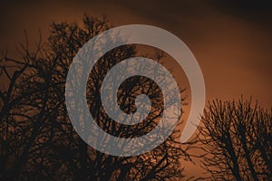 Clouds moving quickly over a dramatic night sky behind trees