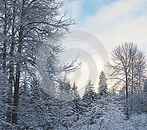 Clouds near sunset in a mixed forest with snow in winter