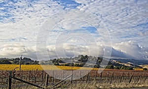 Clouds over beautiful yellow vineyard landscape