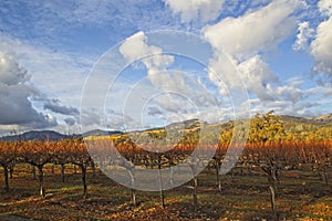 Clouds over beautiful yellow vineyard landscape