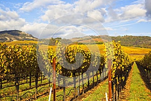 Clouds over beautiful yellow vineyard landscape